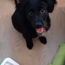 Cockapoo Labrador mix puppy