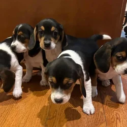 Beagle puppies (Michigan area) before Christmas
