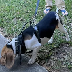 3 YO Adult Male Beagle - Not Fixed
