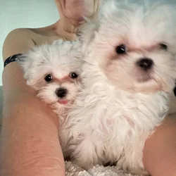 CKC purebred female puppies pure white lovable