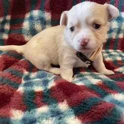 Long Coat Chihuahua
