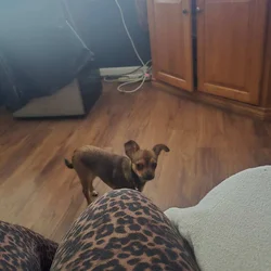 A Chihuahua not spayed ten months old