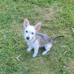 Puppy
