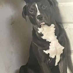 Free to good home Male Gotti Pit