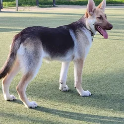 Sofia needs a forever home