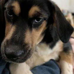 Mix breed male pup (scar)