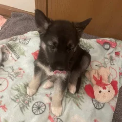 Lily playful pup