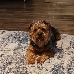 Rehoming Adorable Yorkiepoo