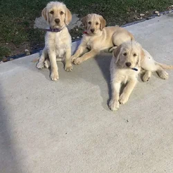 Labradoodles