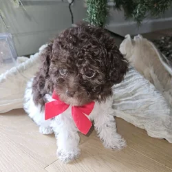 AKC TOY POODLES!!