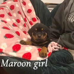 Rottweiler puppies