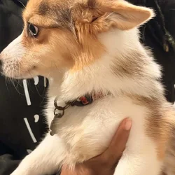 Merle corgi