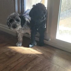Standard poodle puppies