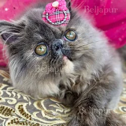 Blue & cream Persian female kitten