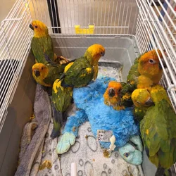 Baby Sun Conure