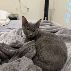 Kitten