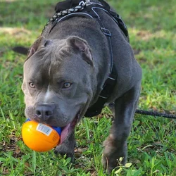 American Bully