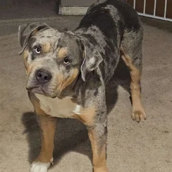 Full Bully Dog for Rehoming
