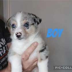 Ckc American Corgi