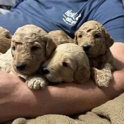 Santa’s Goldendoodle elves