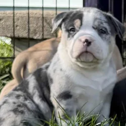 ABKC GRCH American Bully’s