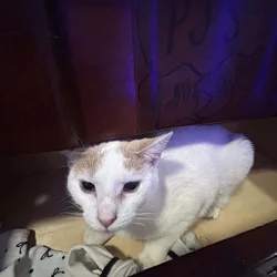 Cat for sale!!
