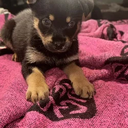 High End Designer Pups