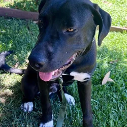 Male Puppy Pyrenees/Pitbull mix