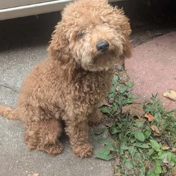 King ( miniature Poodle)