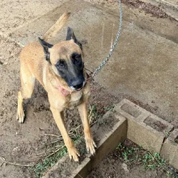 Belgian Malinois/ German Shepherd