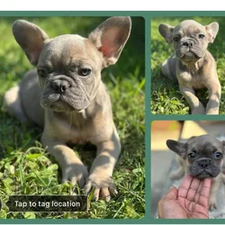 Frenchie puppy 4mth old