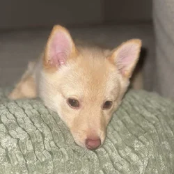 Schipperke Puppy