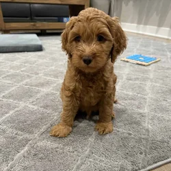 Cockapoo pupies