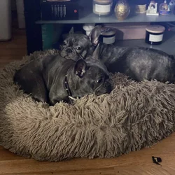Female frenchie needs home