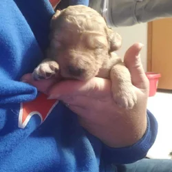 Goldendoodle puppies