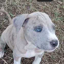 Pitbull pups
