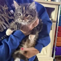 Sullivan County, Dushore PA Free Kittens