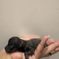 Pomeranian pups