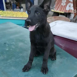 German Shepherd Puppies