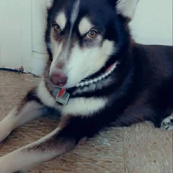 Female Siberian Husky, 3 years old.
