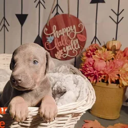 PUREBRED REGISTERED DOBERMAN PUPPY (BLUE COLLAR)