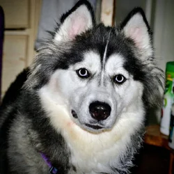 Siberian Husky