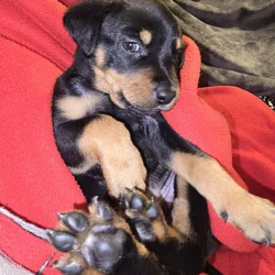 Borderweiler puppies available 11/21