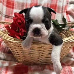 Boston Terrier puppies