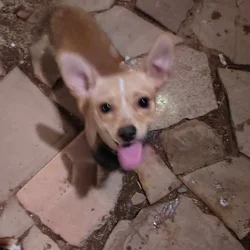 Male 1 year