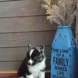 Samusky (siberian somoyed)