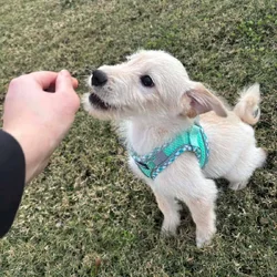 Shiba-Poo puppies