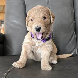 Golden Bernadoodle Puppies