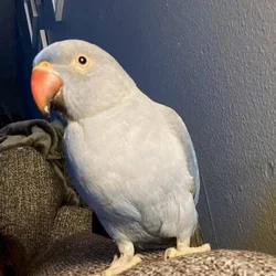 Indian Ringneck Parakeets