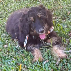 Remi - F1 Mini Aussiedoodle